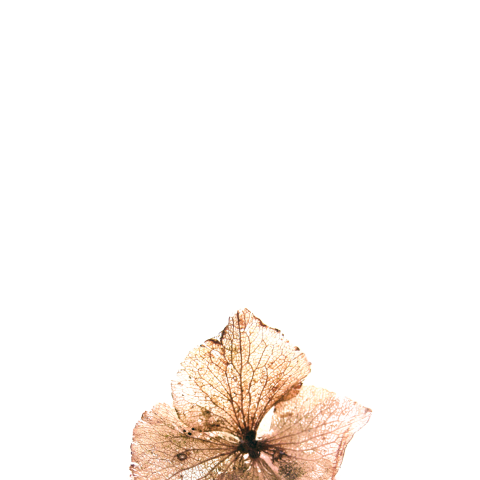 Mooie bedankkaart met gedroogde hortensia bloem