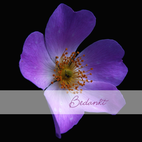 Bedankkaart met paarse bloem
