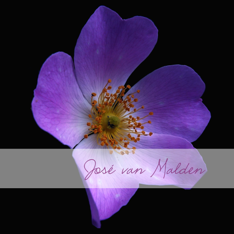 Rouwkaart met paarse bloem