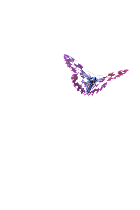 Witte rouwkaart met een vlinder die wegvliegt