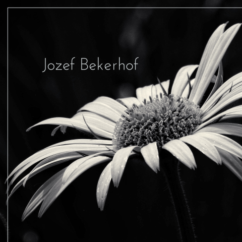 Zwart-wit foto van een bloem op een rouwkaart